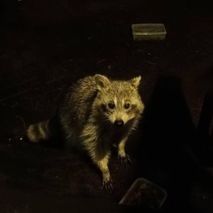 Meet your Posher, Jen